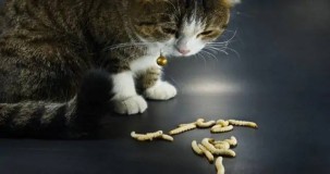 Dış Parazit Kediyi Öldürür mü? Riskler, Belirtiler ve Korunma Yolları