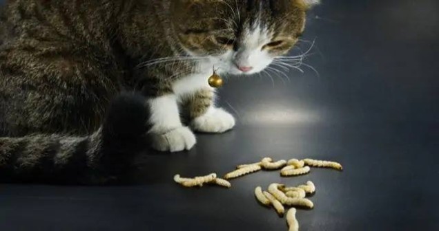 Dış Parazit Kediyi Öldürür mü? Riskler, Belirtiler ve Korunma Yolları